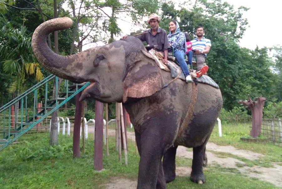 Elephant Safari in Smiling Tusker