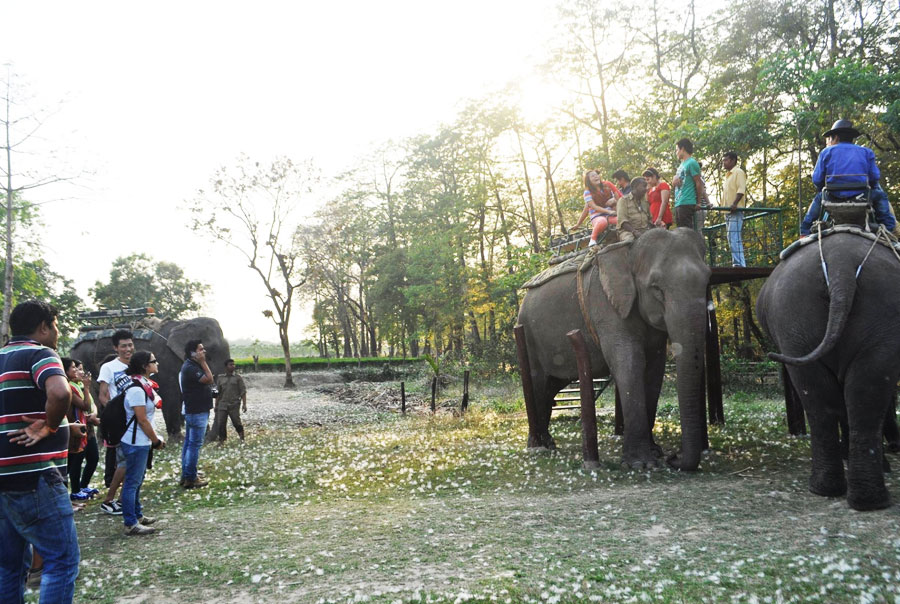 Elephant Safari in Smiling Tusker