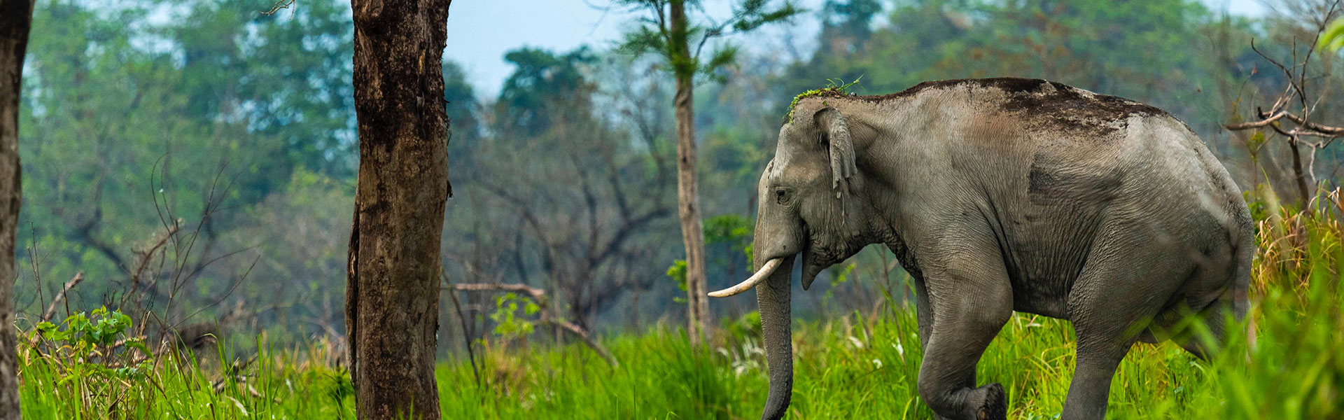 Elephant Safari in Manas